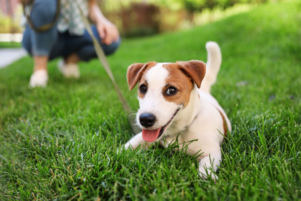 dog-friendly-things-to-do-denver
